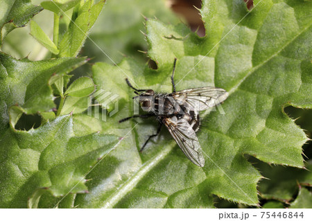 ヤドリバエ科の一種? ヤドリバエ科の一種? 75446844