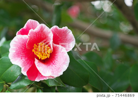 淡い赤のツバキの花（参平椿） 75446869