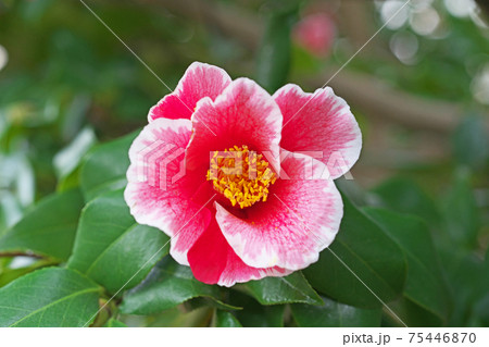 淡い赤のツバキの花(参平椿) 淡い赤のツバキの花(参平椿) 75446870