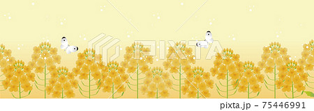 バナー　春　花　菜の花　アブラナ　モンシロチョウ　蝶　風景　背景　フレーム　コピースペース　イラスト 75446991