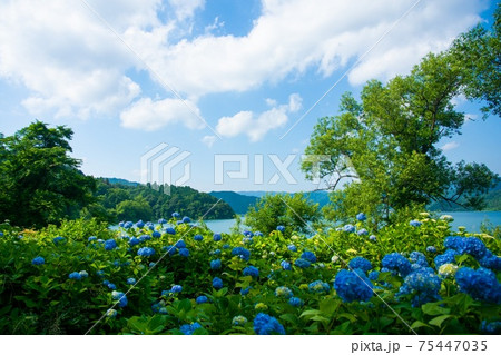 紫陽花 青空 風景 紫陽花 青空 風景 75447035