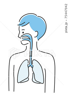 若い男性のイラスト。内臓の肺と気管に注目したイラスト。 75447042