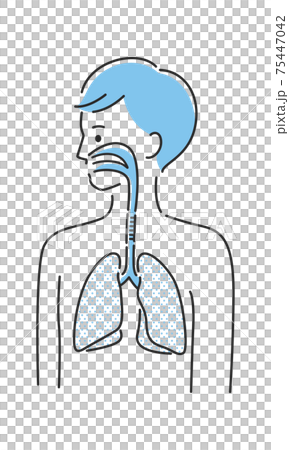 若い男性のイラスト。内臓の肺と気管に注目したイラスト。 75447042