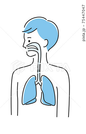 若い男性のイラスト。内臓の肺と気管に注目したイラスト。 75447047