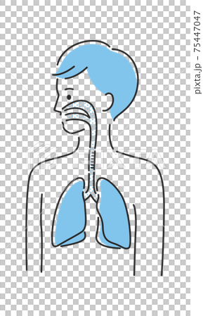 若い男性のイラスト。内臓の肺と気管に注目したイラスト。 75447047