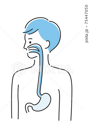 若い男性のイラスト 内臓の胃と食道に注目したイラスト のイラスト素材