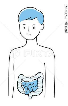 若い男性のイラスト 内臓の大腸と小腸に注目したイラスト のイラスト素材