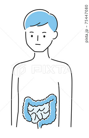 若い男性のイラスト 内臓の大腸と小腸に注目したイラスト のイラスト素材