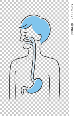 若い男性のイラスト。内臓の胃と食道に注目したイラスト。 75447085