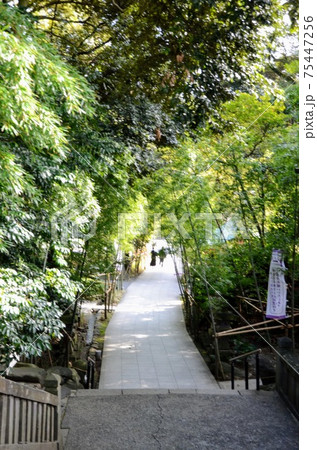 熱海 来宮神社 熱海 来宮神社 75447256