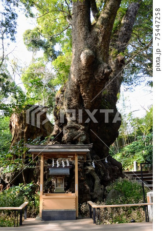 熱海 来宮神社 熱海 来宮神社 75447258