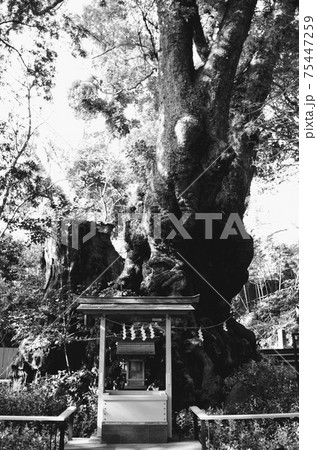 熱海 来宮神社 熱海 来宮神社 75447259