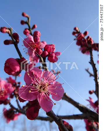 空に向かって咲いているきれいな桃色の大盃の花の写真素材