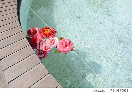 水に浮かぶ花 水に浮かぶ花 75447501