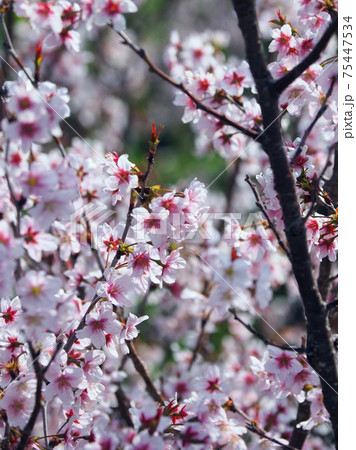 春イメージ(アーモンドの花) 春イメージ(アーモンドの花) 75447534