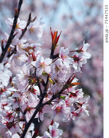 春イメージ(アーモンドの花) 春イメージ(アーモンドの花) 75447535