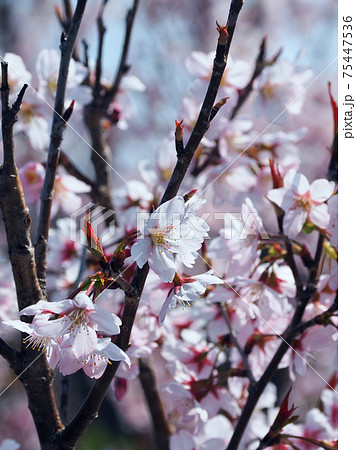 春イメージ(アーモンドの花) 春イメージ(アーモンドの花) 75447536