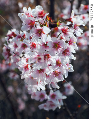 春イメージ（アーモンドの花) 75447550