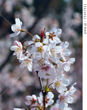 春イメージ(アーモンドの花) 春イメージ(アーモンドの花) 75447551