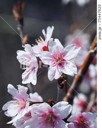 春のイメージ（アーモンドの花) 75447620