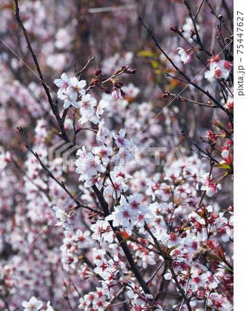 春のイメージ(アーモンドの花) 春のイメージ(アーモンドの花) 75447627