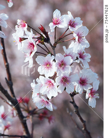 春のイメージ（アーモンドの花) 75447628