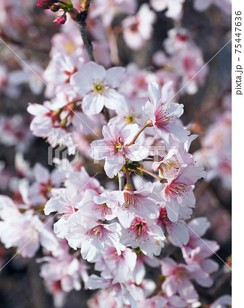 春のイメージ(アーモンドの花) 春のイメージ(アーモンドの花) 75447636