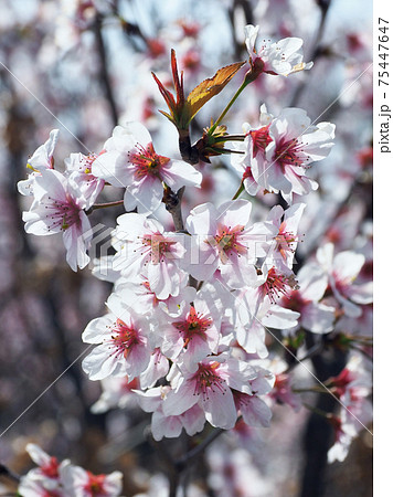 春のイメージ（アーモンドの花) 75447647