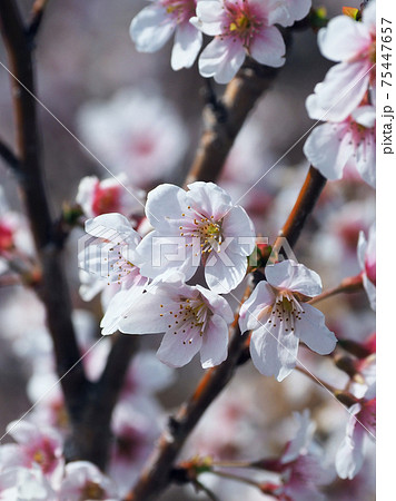 春のイメージ（アーモンドの花)の写真素材 [75447657] - PIXTA