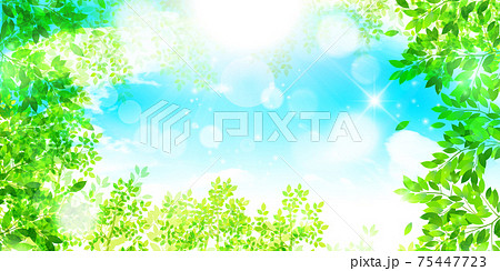 新緑　葉　春　背景  75447723