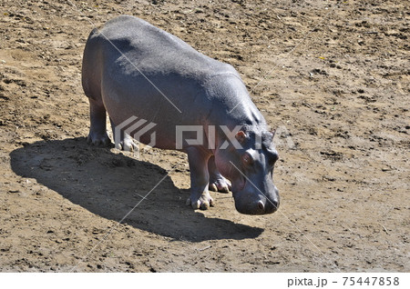 マサイマラのカバ（ケニア） 75447858