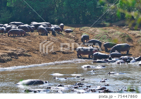 マサイマラのカバ（ケニア） 75447860