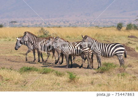 グラントシマウマ(ケニア) グラントシマウマ(ケニア) 75447863