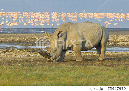 ナクル湖のシロサイとフラミンゴの群れ（ケニア） 75447930