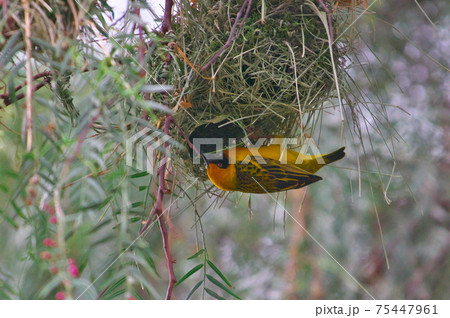 カオグロウロコハタオリ（ケニア） 75447961