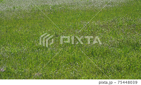 農業(緑肥) 75448039