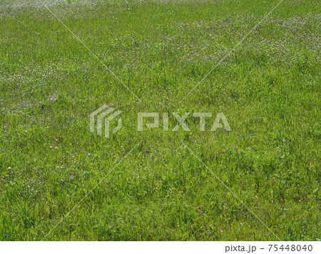 農業(緑肥) 75448040