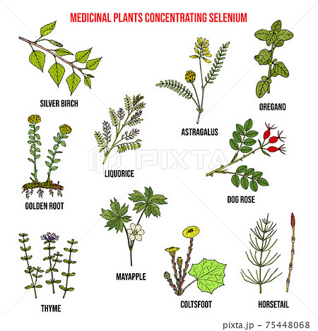 herbal plants