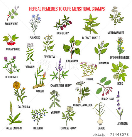 Best herbs for menstrual cramps treatment 75448078