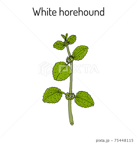 White horehound Marrubium vulgare , medicinal plant 75448115