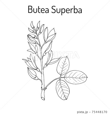 Butea superba asian vining shrub Butea superba asian vining shrub 75448170