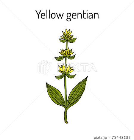Yellow gentian Gentiana lutea , medicinal plant. 75448182