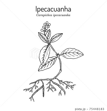 Ipecacuanha Carapichea ipecacuanha , medicinal plant 75448183