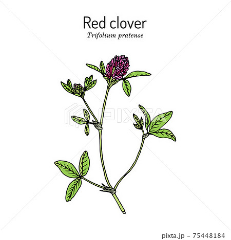 Red Clover or Trifolium pratense, vector illustration 75448184