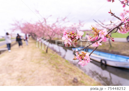 三重県松阪市 水路沿いに咲く笠松河津桜ロードとボート 三重県松阪市 水路沿いに咲く笠松河津桜ロードとボート 75448252