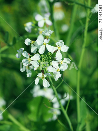 ダイコン 大根の花 の写真素材