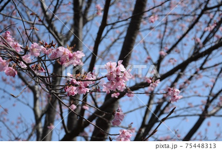 熱海桜 熱海桜 75448313
