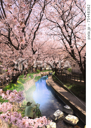 水辺の桜並木1 水辺の桜並木1 75448362
