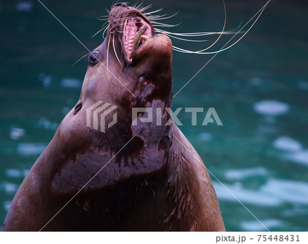 人気のトドショー 人気のトドショー 75448431