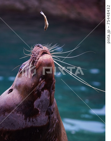 人気のトドショー 75448432